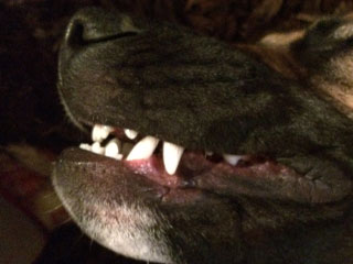 Dog Teeth Close-up