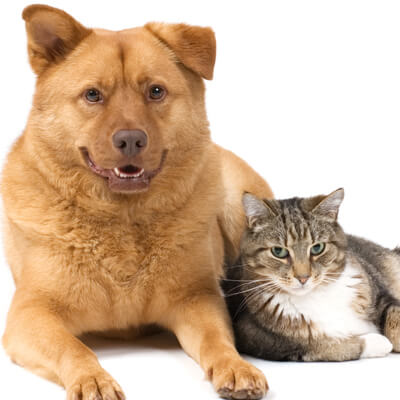 Dog & Cat