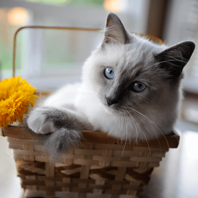 Cat in a Basket