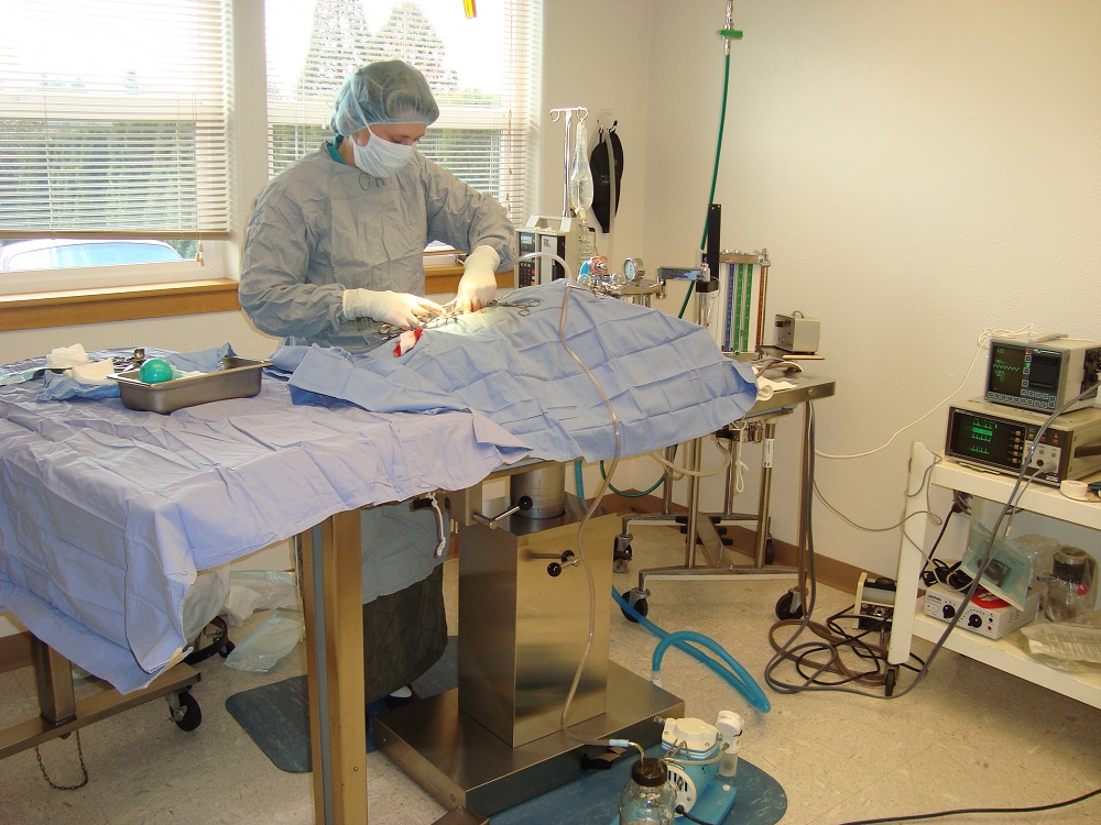 Dr. Hoeft removing stones from the urinary bladder of the Bull Dog