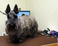 Dog on Grooming Table