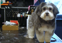 Dog on Grooming Table