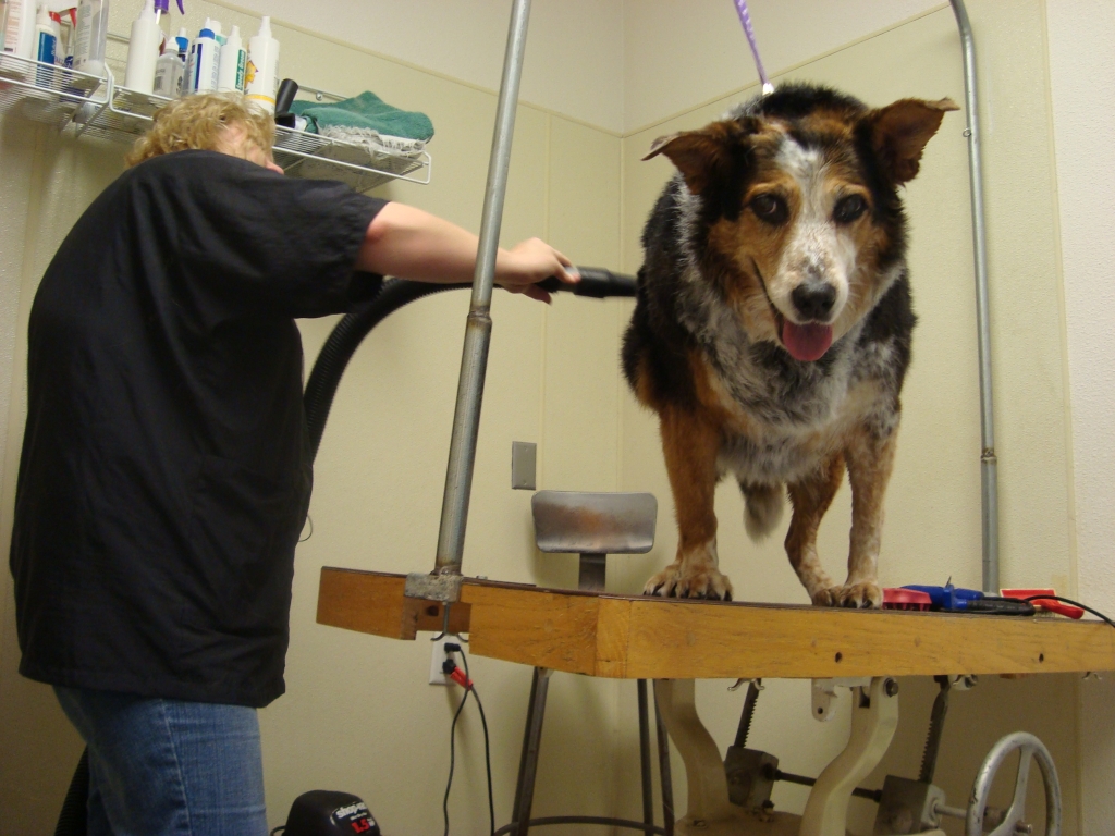 Dog Being Groomed