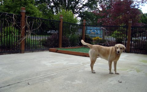 Dog in Exercise Area