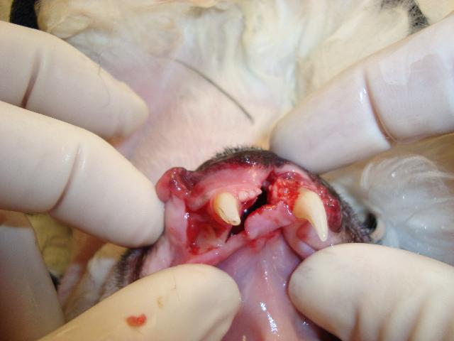Jaw Fracture in a Cat