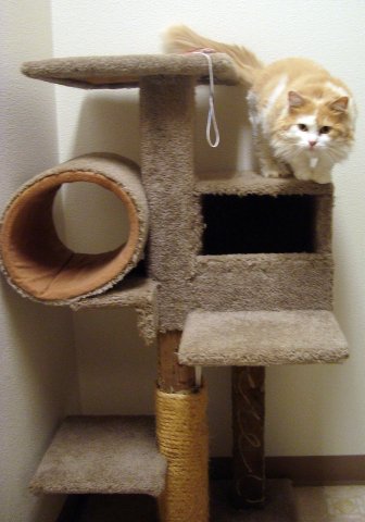 Cat on Cat Tower